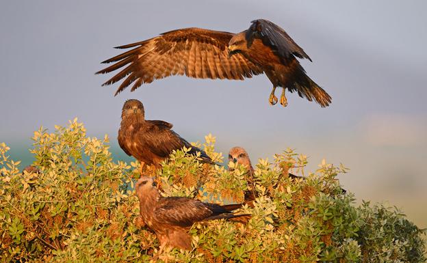 Denuncian ante la Fiscalía la destrucción del 'Pinar de Castilléjar', zona catalogada para la Conservación de Rapaces'