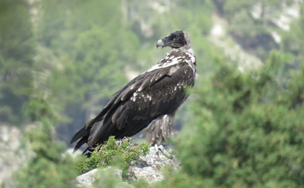 Liberan 53 quebrantahuesos en dos años en las Sierras de Cazorla, Segura y Las Villas y Sierra de Castril