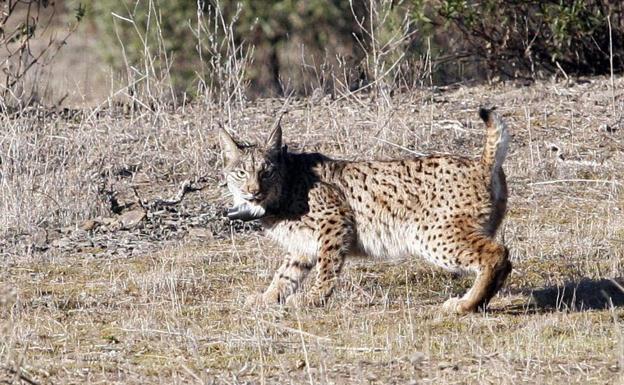 Hallado muerto un lince ibérico en el lago artificial de un campo de golf de Matalascañas