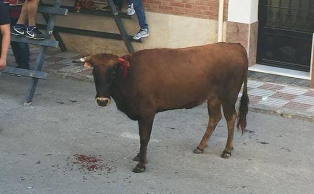 Una vaquilla se cuela en un bar en las Fiestas de Begíjar