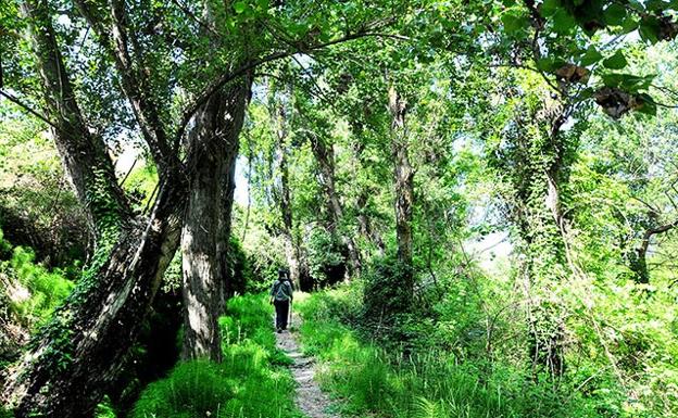 AGUAS DE LA ESTRELLA, ACEQUIA DEL ALBARICOQUE