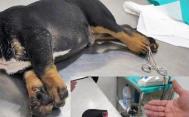 Detenido un falso veterinario cuando cortaba las orejas a un perro, algo prohibido desde febrero