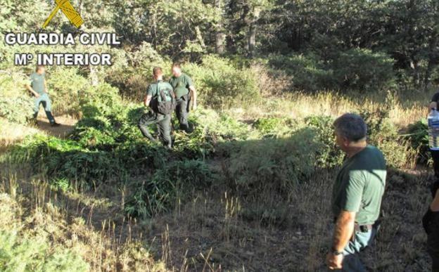 Empieza la 'temporada' de alijos de marihuana alpujarreña con 7.000 plantas