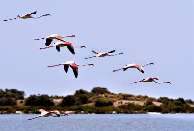 LAGUNAS Y SALINAS, AVES EN EL 'PARAÍSO'