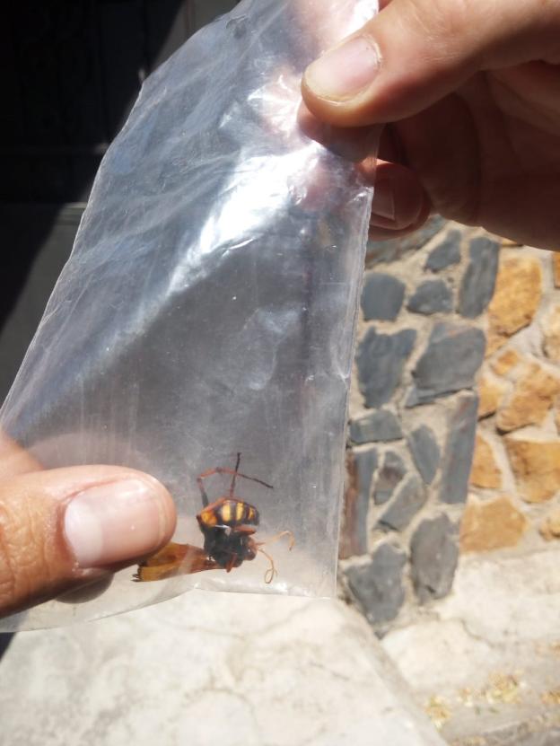 Investigan si una avispa hallada en Cenes de la Vega es de las asiáticas