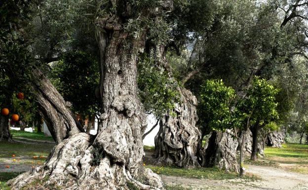 El olivar y la cultura