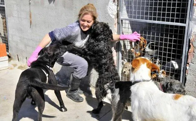 Arconatura Alerta De La Subida De Casos De Abandono De Perros Ideal