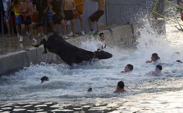 Una vaquilla muere al caer al agua en Benicarló durante los Bous a la Mar