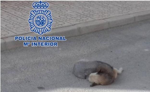 Detenido por atropellar y matar a su perro a propósito