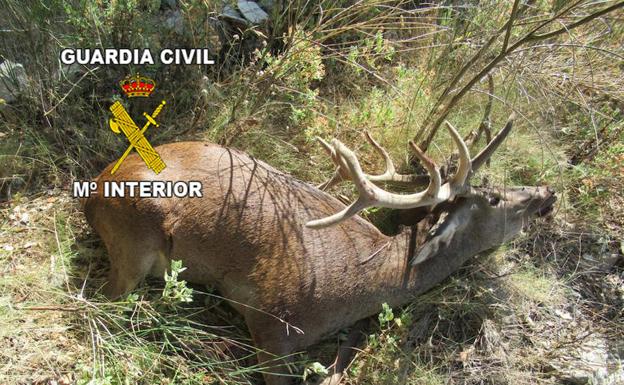 'Liberan' varios ciervos en Jabalcuz y matan de un disparo a uno de ellos