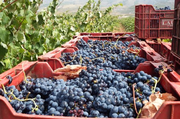 Los vinos 'Cepa Bosquet' triunfan en varios concursos en la Ribera del Duero