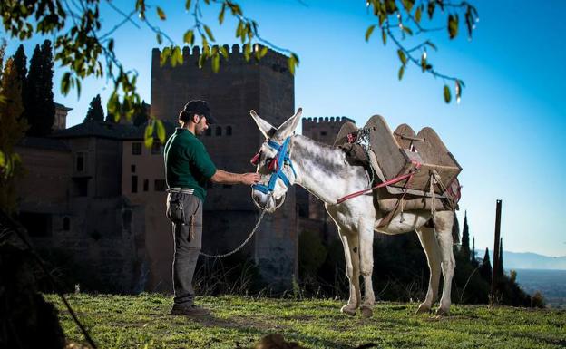 45 gatos, un burro y un zorro viven en la Alhambra