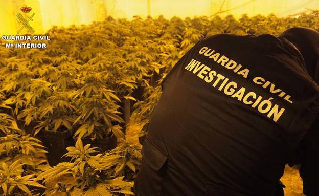 La Guardia Civil ha intervenido más de 18.000 plantas de cannabis sativa en septiembre
