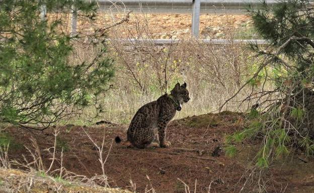 Encuentran en Marmolejo el cadáver de otro lince atropellado en las carreteras andaluzas