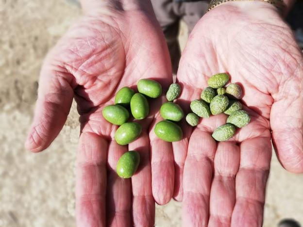 Los olivares de secano necesitan agua urgente para sacar adelante la cosecha