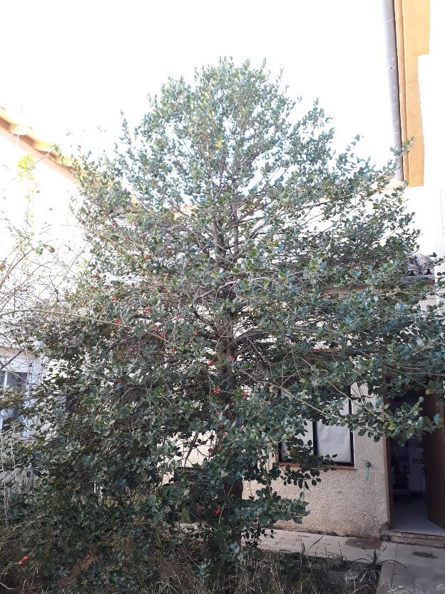 Docentes del IES de Siles, en pie de guerra para salvar un acebo