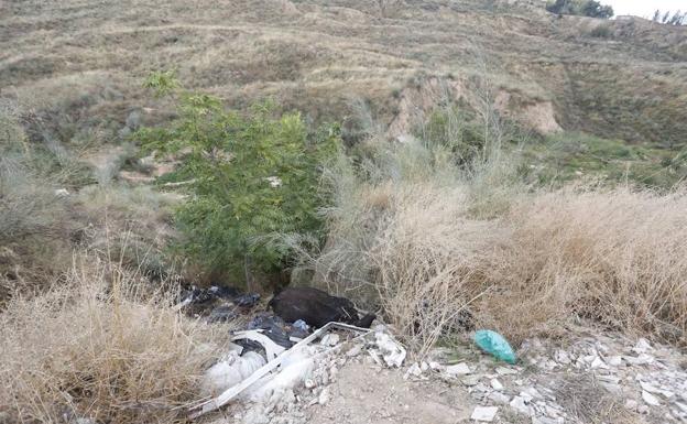 El cuerpo de una vaca sin vida pasa todo el fin de semana entre escombros