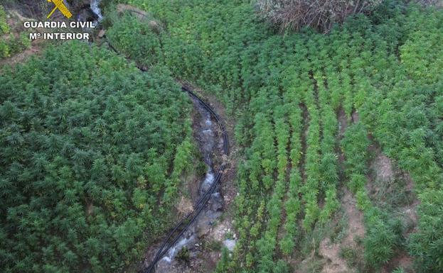 Desmantelan en Cáñar un laboratorio para fabricar hachís