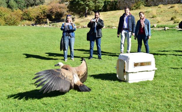 Liberados en el entorno de Sierra Nevada un buitre leonado y un cernícalo tratados en el CREA de Pinos Genil