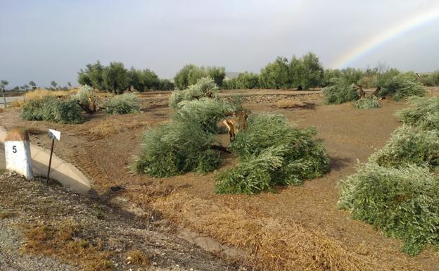 La Guardia Civil investiga la tala de olivos en Porcuna