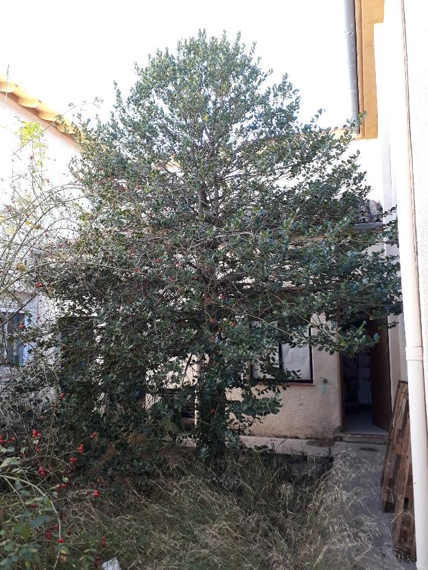 La Junta cambia el proyecto y el árbol del IES de Siles no será cortado