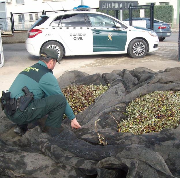 Más de mil guardias civiles y policías para evitar que rateros y bandas organizadas roben aceituna
