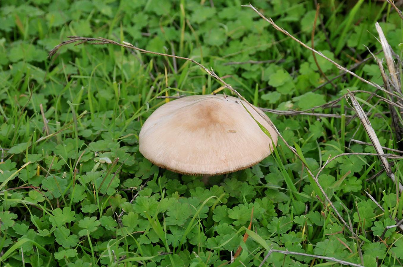 10 SETAS ÚTILES PARA EL BOSQUE