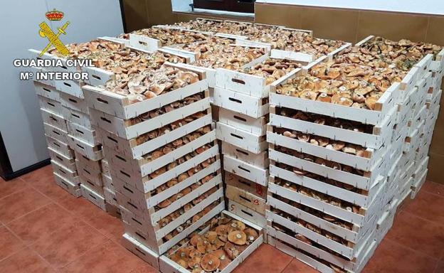 Decomisan en la Alpujarra de Granada casi una tonelada de níscalos 'Lactarius deliciosus'