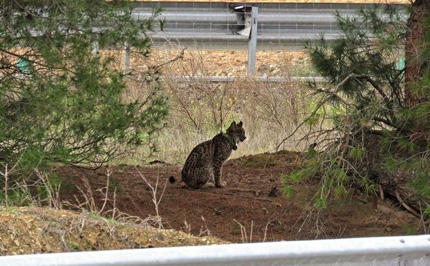 Fomento formaliza el contrato para ejecutar un paso de fauna en la autovía A-4 y evitar atropellos de linces