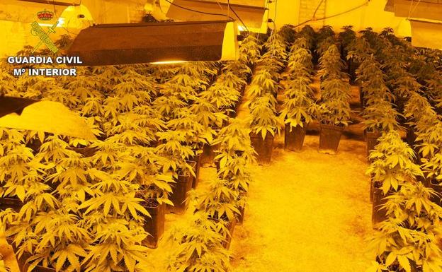 Intervenidas más de 8.000 plantas de marihuana en Granada con 29 investigados en el mes de octubre