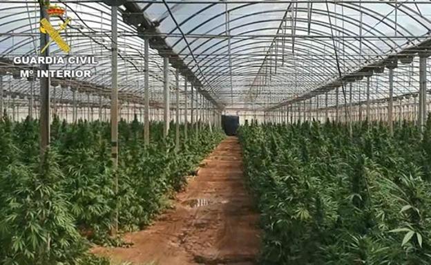 Descubren un súper invernadero de marihuana con 9.000 plantas