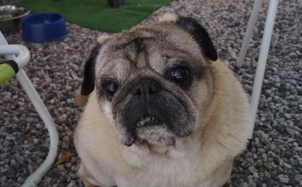 Una familia de Granada ofrece 1.000 euros de recompensa a quien encuentre a su perro