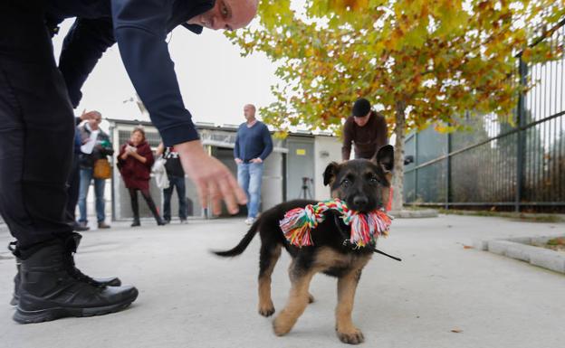 Se llamará Stan Lee: Twitter elige nombre para el cachorro adoptado por la Policía Local de Granada