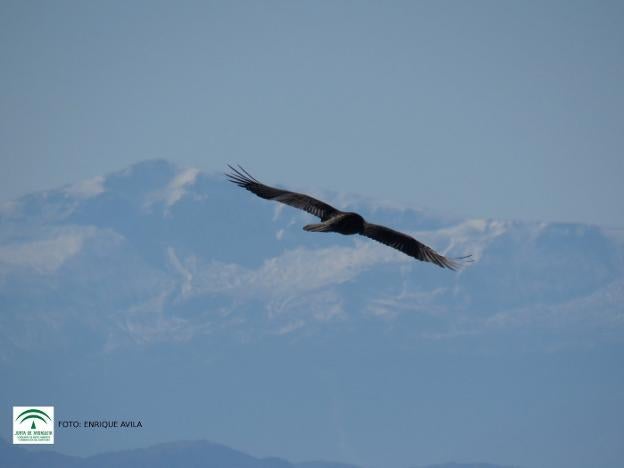 Expertos internacionales valoran el papel andaluz con el quebrantahuesos