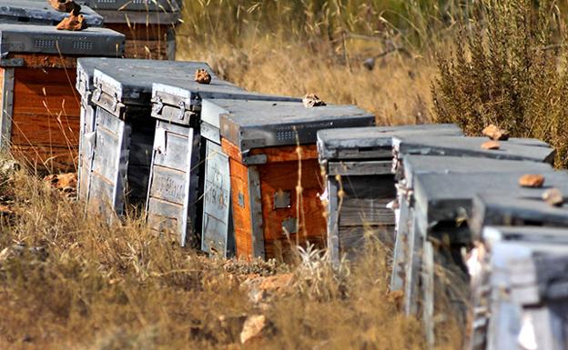 Abejas y plantas, simbiosis perfecta