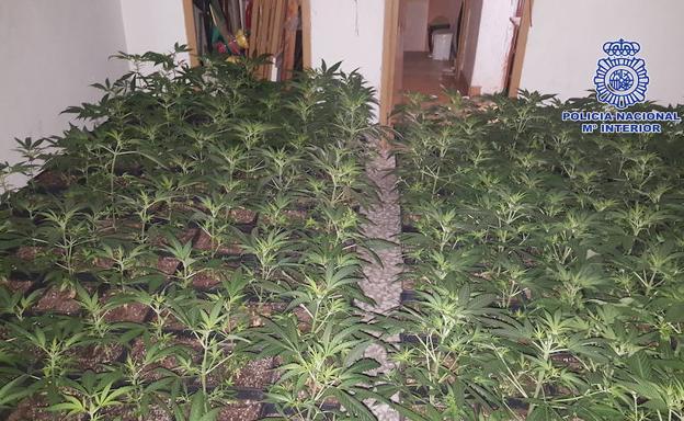Un detenido por un invernadero de marihuana en Jaén