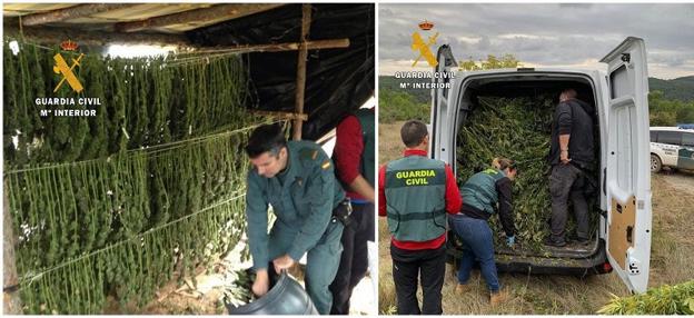 La Guardia Civil ha intervenido casi 5000 plantas de cannabis sativa durante el mes de noviembre