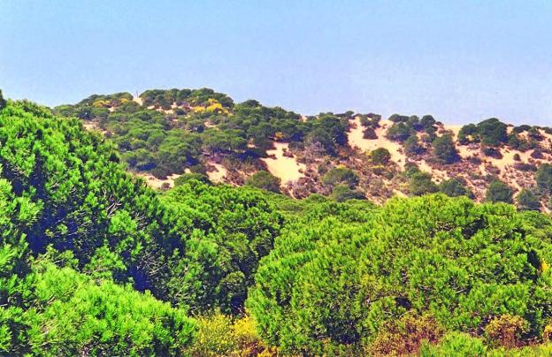 Pinos sin raíces en España