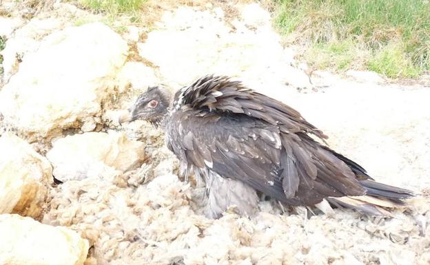 Muere la hembra de quebrantahuesos más veterana del centro de cría de Cazorla tras 45 años de vida