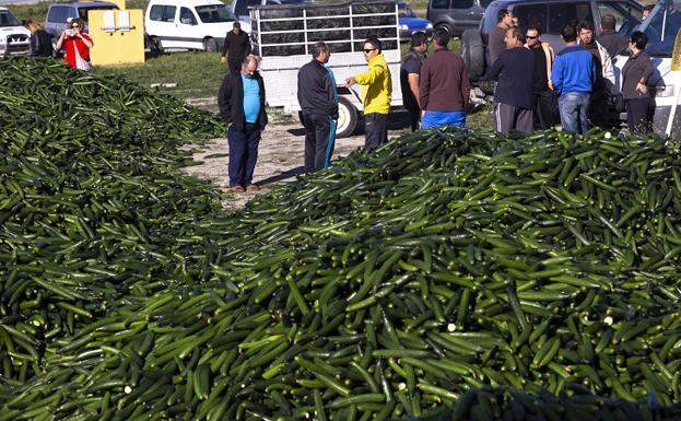Los agricultores de la Costa han tirado ya 500.000 kilos de pepino