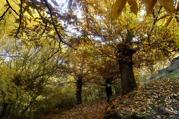 Donde viven los duendes