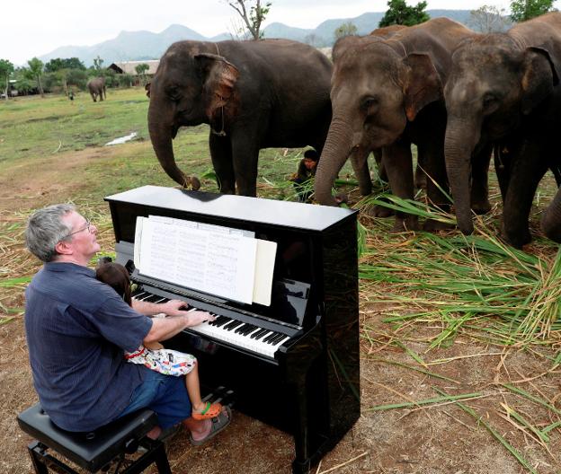 El llamativo concierto para elefantes