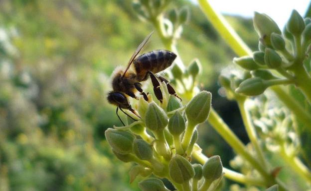 Cáritas forma a más de 150 desempleados en cultivo ecológico en terrenos de la Vega y la Costa