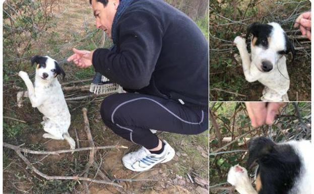 La respuesta de Pérez Reverte a un tuit de Juanma Moreno en defensa de un perro