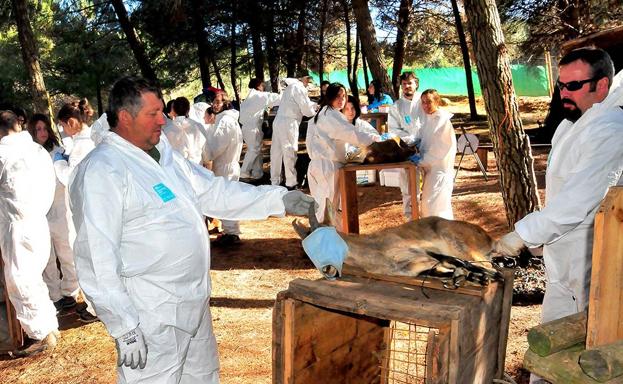 Urge controlar las cabras montesas en Sierra Nevada