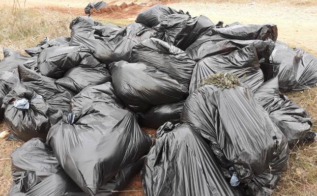 Hallan restos de una cosecha de marihuana en una zona forestal de El Fargue