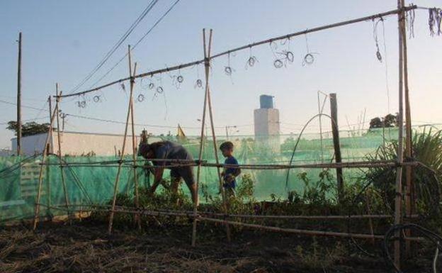 El Ayuntamiento recibe tres ofertas para implantar la red de huertos urbanos