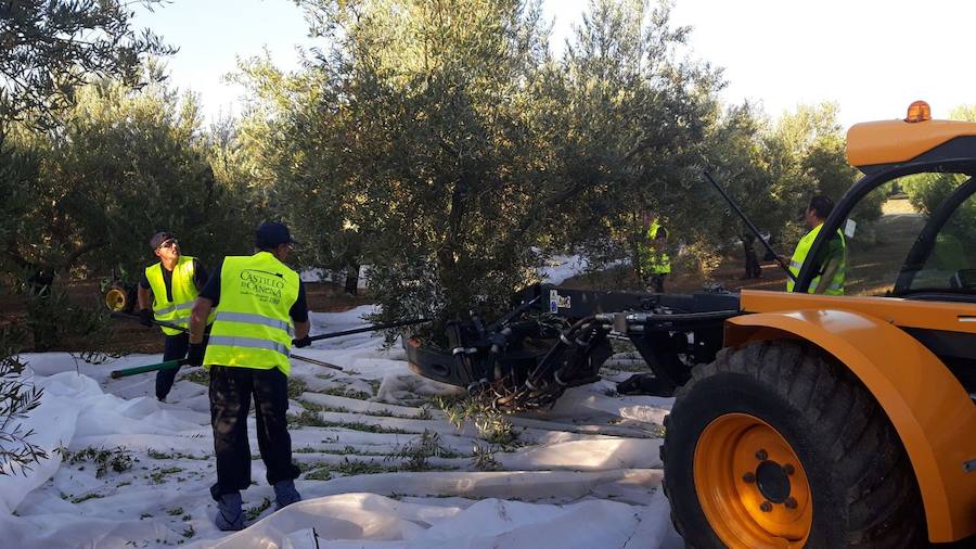 Cruz Roja atiende a más de medio millar de personas durante la campaña de la aceituna