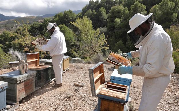 Dos estudiantes de la Universidad de Granada extraen el veneno de las abejas para cosméticos y fármacos