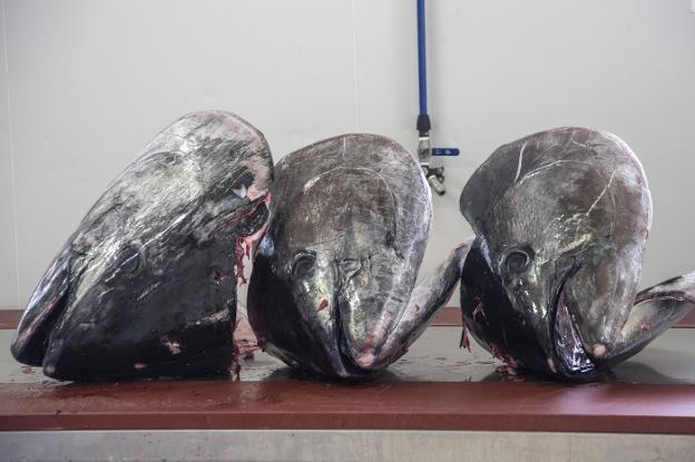 El pescado murciano que los japoneses se llevan en toneladas